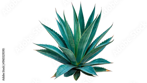 Fotografija group of agave plants isolated on transparent background cut out
