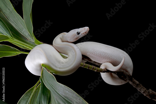 Foto white leucistic ball python snake on isolated background, Closeup royal python o