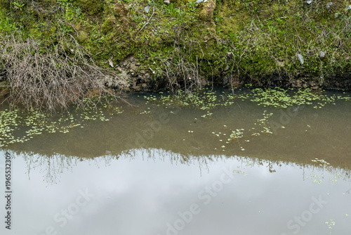 Fotografi Natural shoreline of a freshwater marsh with muddy soil and aquatic vegetation in a wild wetland