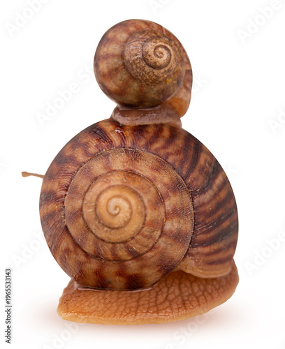 Two African snail Achatina small and big