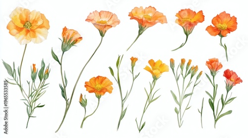 Watercolor painting of delicate orange and yellow poppy-like flowers on slender green stems, arranged in a horizontal row on white background