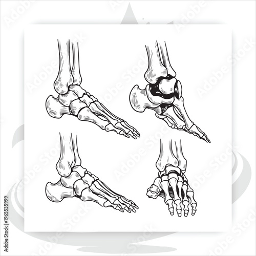 Anatomy of the Foot: A detailed illustration showcases the skeletal structure of a foot, providing an informative look at the human anatomy.