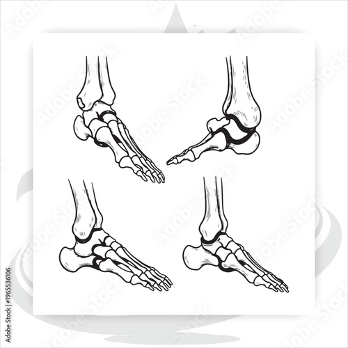 Anatomical Foot Illustration: Detailed line art showcasing the intricate bone structure of the human foot, providing a clear visual representation for educational or medical purposes.