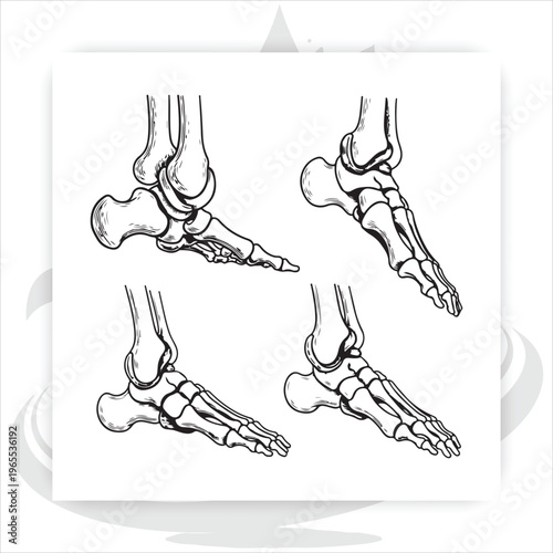 Anatomical Foot Study: A detailed line illustration showcases four distinct views of the human foot's skeletal structure, offering an insightful exploration of its intricate design.