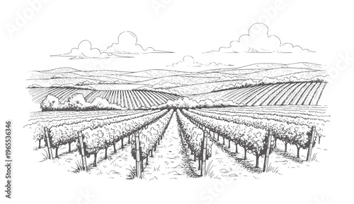 Black and white of rolling vineyard hills under a cloudy sky landscape