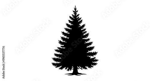 Silhouette of a tall evergreen pine tree isolated on white background