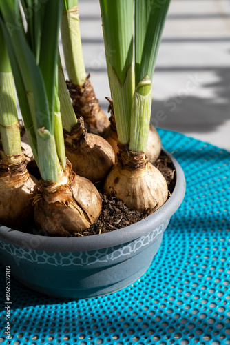 Tableau sur toile Potted flower bulbs with green stems in bright sunlight with sharp shadows