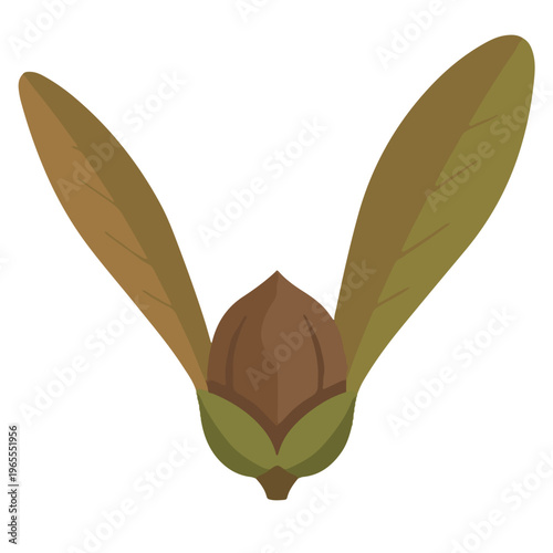 Winged seed of shorea fruit 