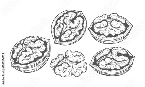 Hand drawn of five walnuts in various stages of being shelled food healthy organic