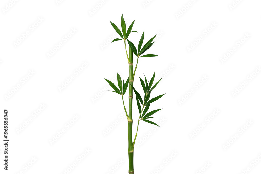 Obraz premium Green bamboo stalk with fresh leaves on transparent background