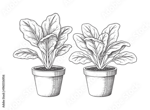 Two potted spinach plants in a hand drawn style green