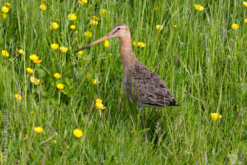 Fotografía Black-tailed Godwit (Limosa limosa) - Eemnes, the Netherlands