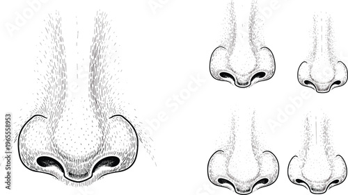 Human Nose Engraving Illustration Set with Different Nose Shapes Vintage Anatomy Line Art Vector Collection for Medical and Biology Design