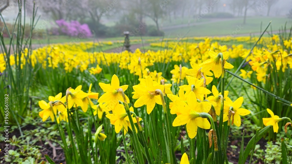 Obraz premium Daffodils in Avenham and Miller park, Preston 