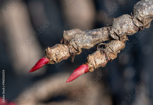Red leaf buds of Japanese ivy (Parthenocissus tricuspidata) known as 