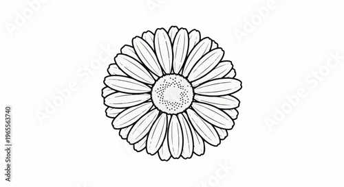 A detailed, hand-drawn black and white illustration of a daisy flower