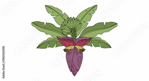 Stylized illustration of a banana flower and young fruit surrounded by large leaves