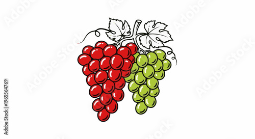 Two bunches of grapes, one red, one green, with leaves and vine