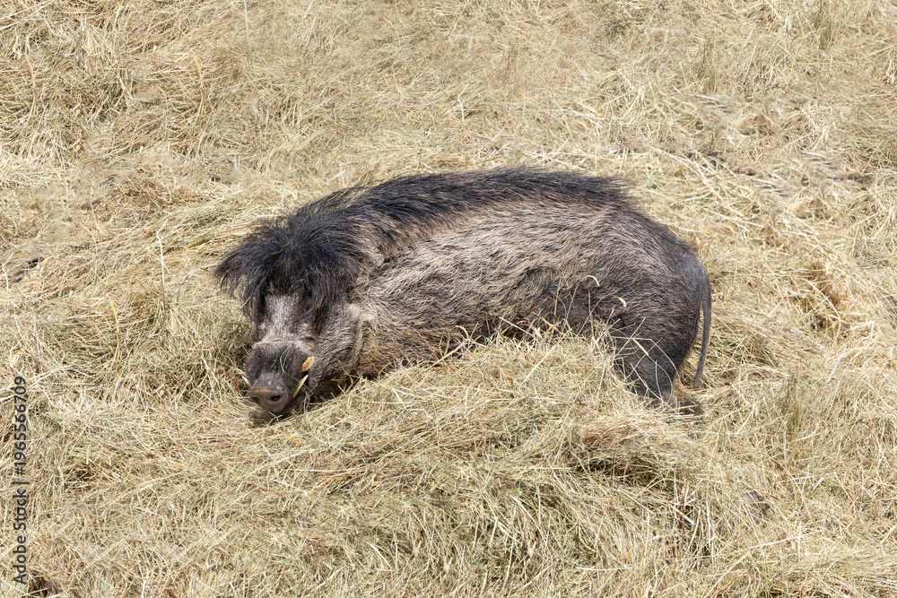 Fototapeta premium Visayan warty pig standing among hay