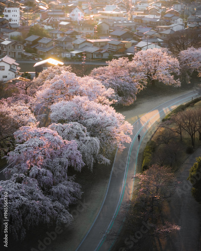 Aerial view of cherry blossoms in full bloom along a winding road, casting soft shadows in the golden light of dawn, Kiso River Cherry Blossom, Aichi, Japan.