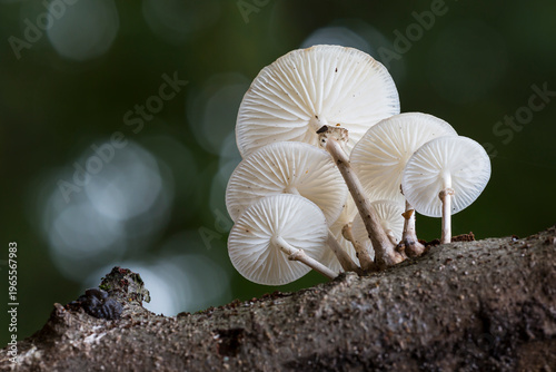 Fotografia Porcelain fungus (Oudemansiella mucida) in the Netherlands