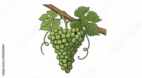 Green grapes hang from a branch with leaves and tendrils