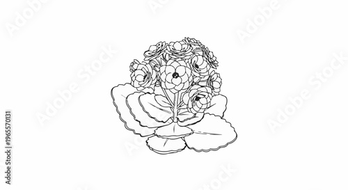 A delicate line drawing of a blooming plant with lush, layered petals and broad leaves