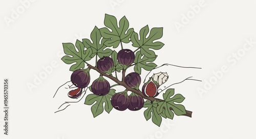 Two hands harvest ripe figs from a branch laden with fruit and leaves