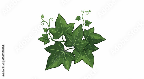 A cluster of vibrant green ivy leaves and delicate tendrils on a white background