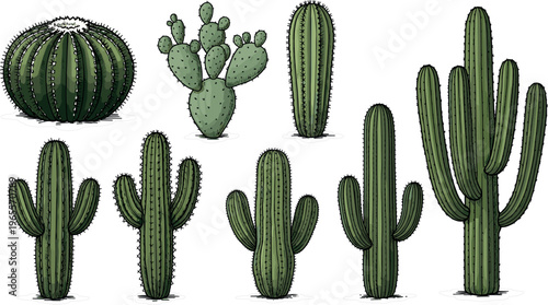 Realistic Cactus Vector Set with Saguaro, Barrel, and Prickly Pear Plants for Desert, Botanical, Gardening, and Nature Illustration Designs