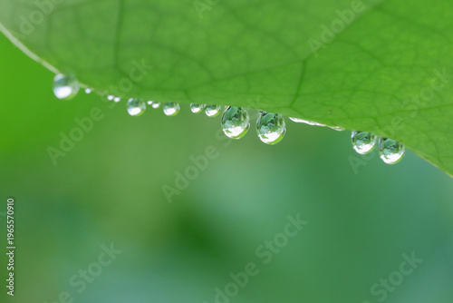 Foto Water droplets aligned on lotus leaf, fresh green natural background with dew