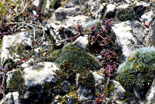 small green moss and red color succulent weed growing on gray rocky ground. thick, fleshy leaf tissues. spring scene. macro view. nature environment and outdoors concept. arid environment.