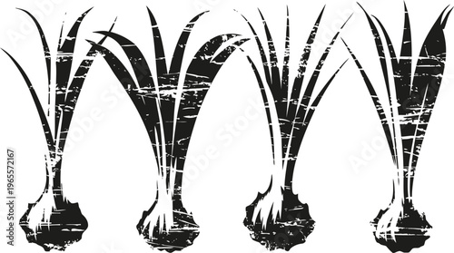 Old fashioned vintage onion bulbs illustration with roots and leaves in black and white