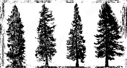 four vintage spruce trees silhouettes detailed conifer tree shapes with textured bark and needles