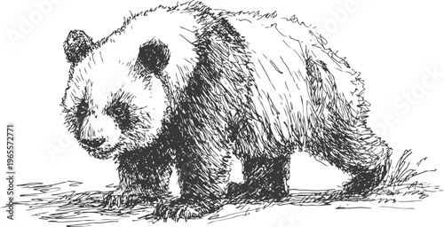 Cute baby panda walking on grass, black and white sketch drawing of young bear animal