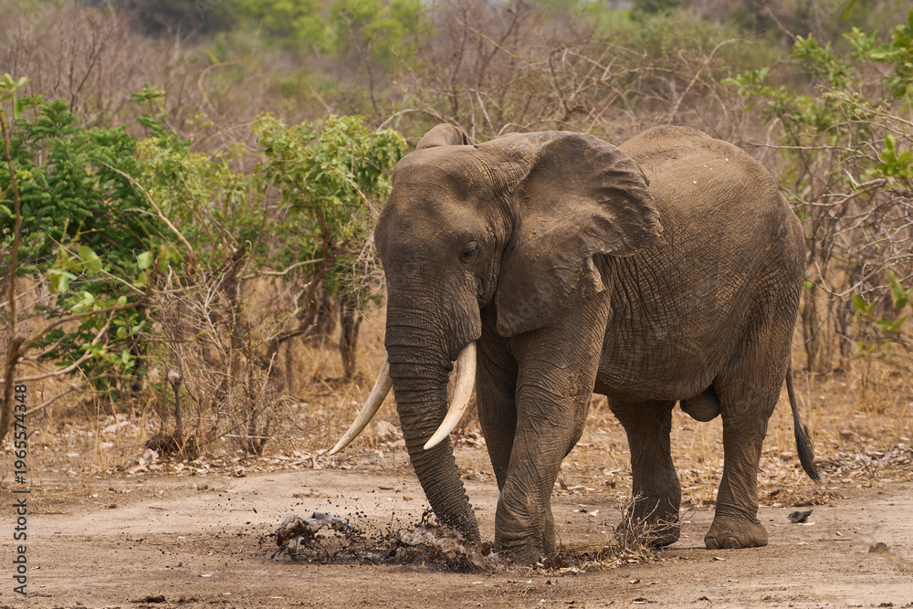 Fototapeta premium Large male African Elephant (Loxodonta africana) covering itself in mud from a rainwater pool in South Luangwa National Park, Zambia