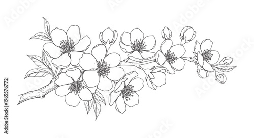 Delicate line of cherry blossom branch with flowers and buds