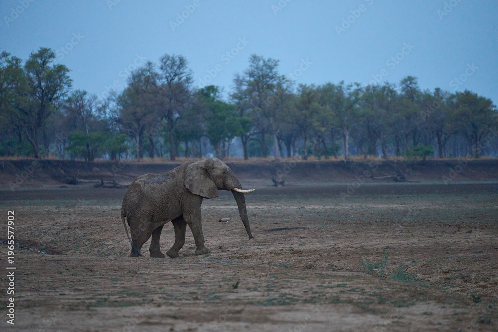 Fototapeta premium Large male African Elephant (Loxodonta africana) browsing in South Luangwa National Park, Zambia