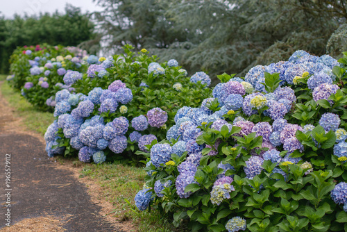Принти на полотні Garden path flanked by bigleaf hydrangea bushes with blue and purple flower clusters