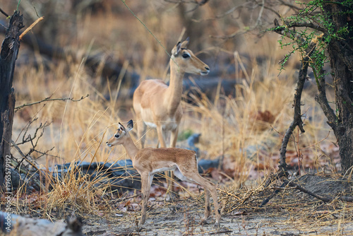 Young Impala (Aepyceros melampus) in South Luangwa National Park, Zambia