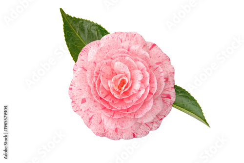 Striped pink double camellia japonica flower isolated transparent png