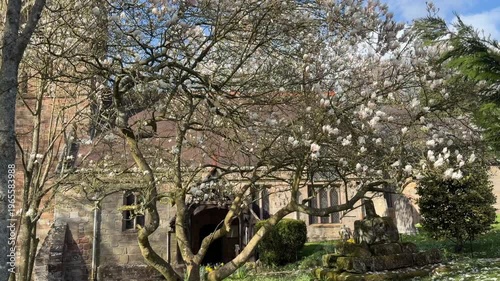 Wallpaper Mural 4K Video -Spring. Daffodils and blossom in an English Country churchyard on a bright sunny day. No peope in picture.  Torontodigital.ca