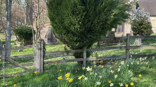 4K Video -Spring. Daffodils and blossom in an English Country churchyard on a bright sunny day. No peope in picture. 