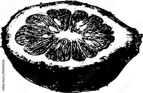 Black and white citrus fruit half illustration detailed monochrome lemon or orange slice with textured rind and segments