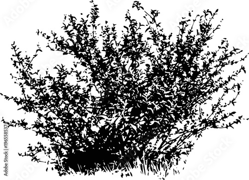 Dense wild bush silhouette with many thin branches and small leaves isolated on white background
