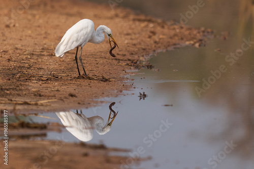 Great White Egret (Ardea alba) hunting fish from a rainwater pool in South Luangwa National Park, Zambia.