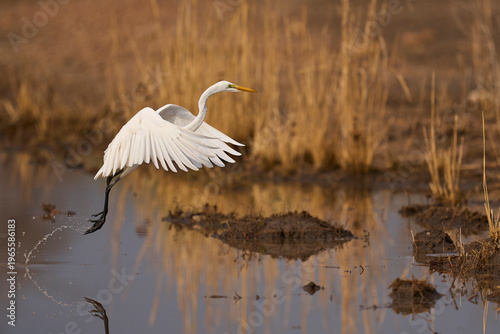 Great White Egret (Ardea alba) hunting fish from a rainwater pool in South Luangwa National Park, Zambia.
