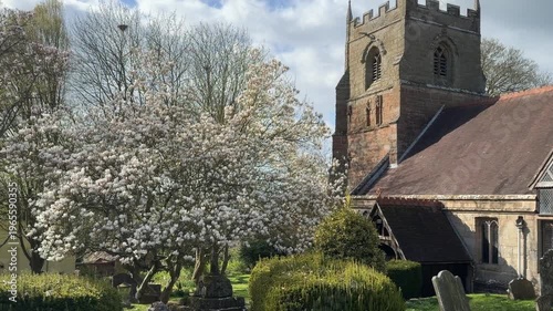 4K Video -Spring. Daffodils and blossom in an English Country churchyard on a bright sunny day. No peope in picture. 