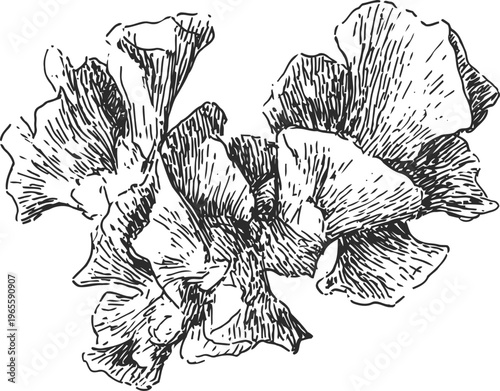 Black and white illustration of oyster mushrooms cluster with detailed gills and wavy caps