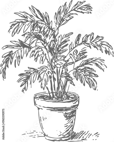 indoor potted palm plant with long slender leaves hand drawn sketch